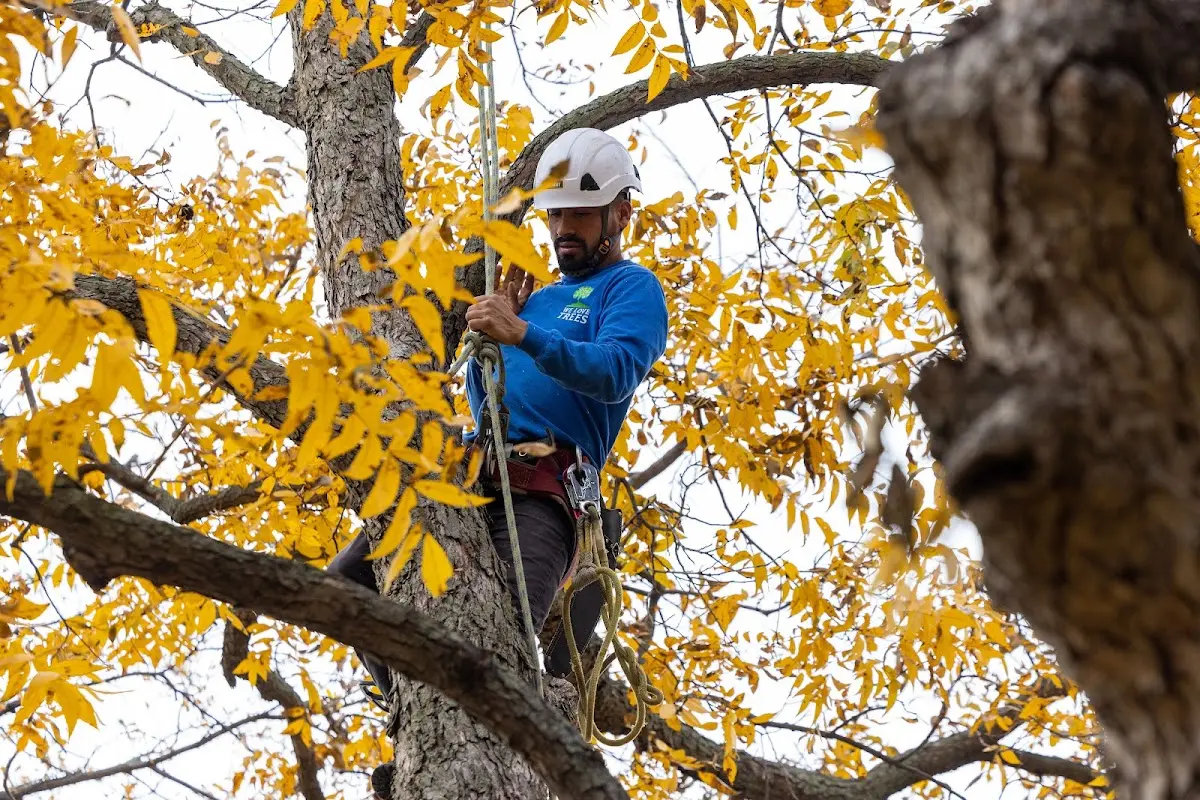 Skilled Tree Planting crew working in Las Animas